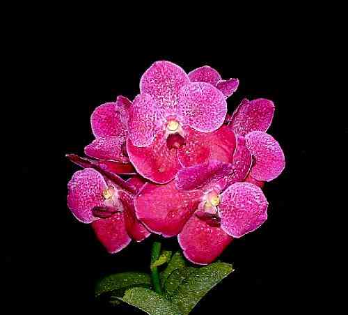 Vanda Pat Delight Red